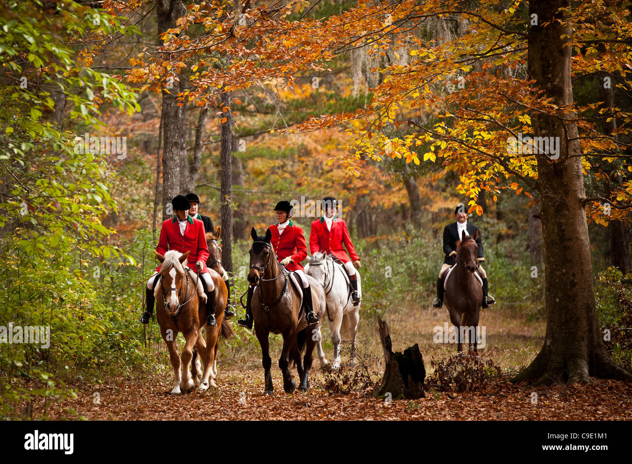 Fox hunters make their way through the forest during the start of the ...