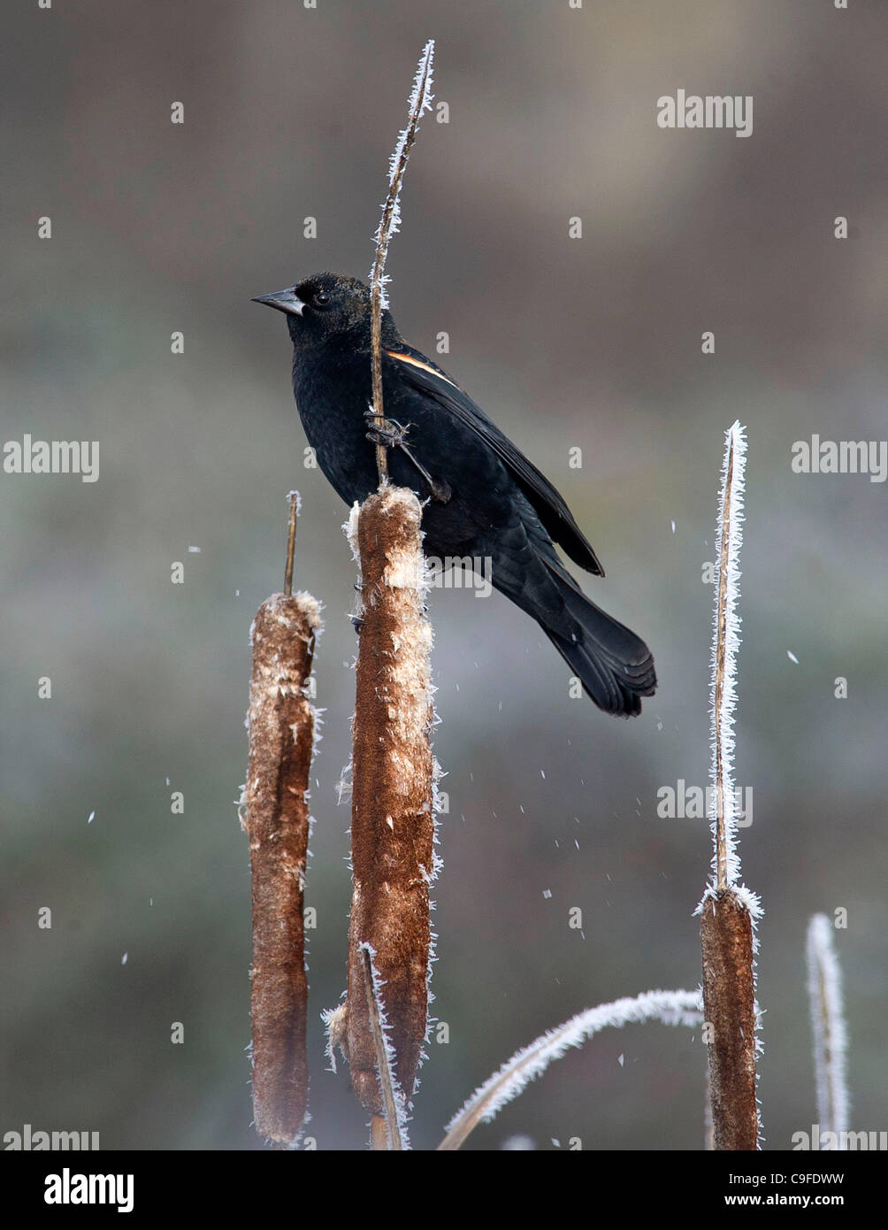 Dec. 14, 2011 - Dixonville, Oregon, U.S - A red-winged blackbird perches on a frosty cattail in a marsh in Dixonville. The red-winged blackbird is one of the most abundant species of bird in North America. (Credit Image: © Robin Loznak/ZUMAPRESS.com) Stock Photo