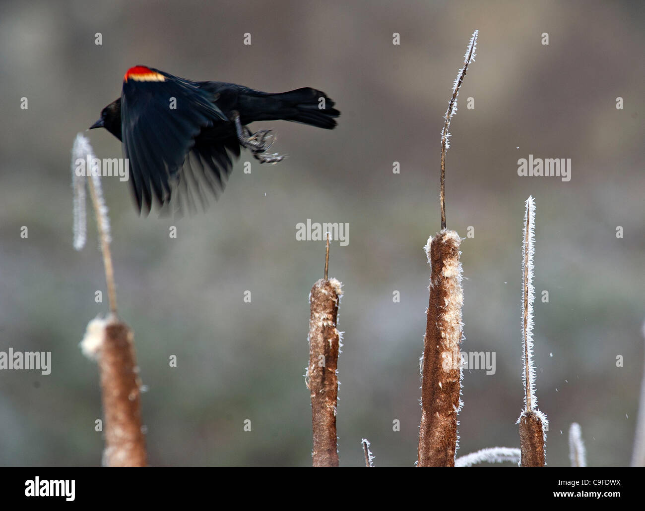 Dec. 14, 2011 - Dixonville, Oregon, U.S - A red-winged blackbird takes to the air from its perch on a frosty cattail in a marsh in Dixonville. The red-winged blackbird is one of the most abundant species of bird in North America. (Credit Image: © Robin Loznak/ZUMAPRESS.com) Stock Photo