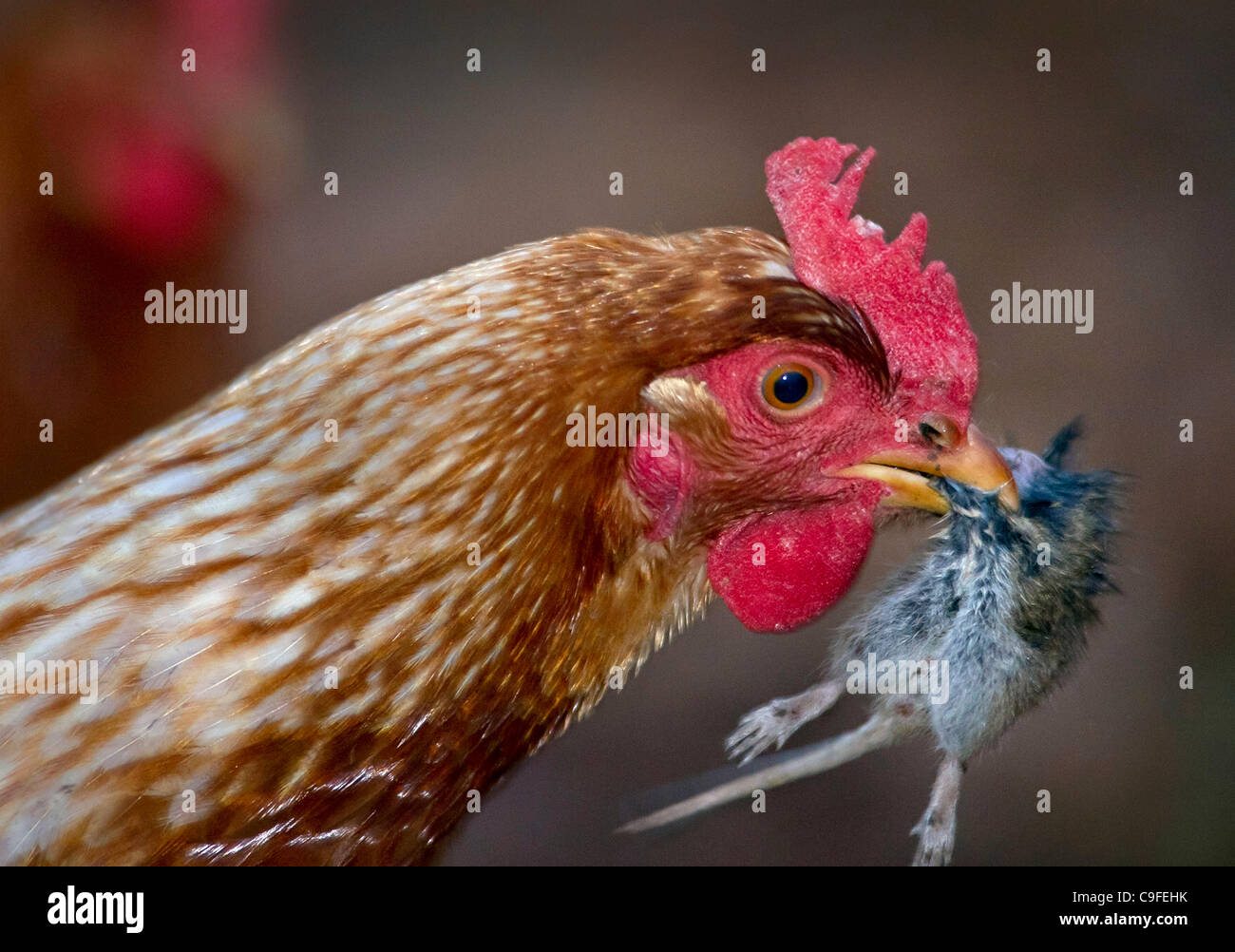 Dec. 14, 2011 - Roseburg, Oregon, U.S - A domestic chicken feeds on a ...