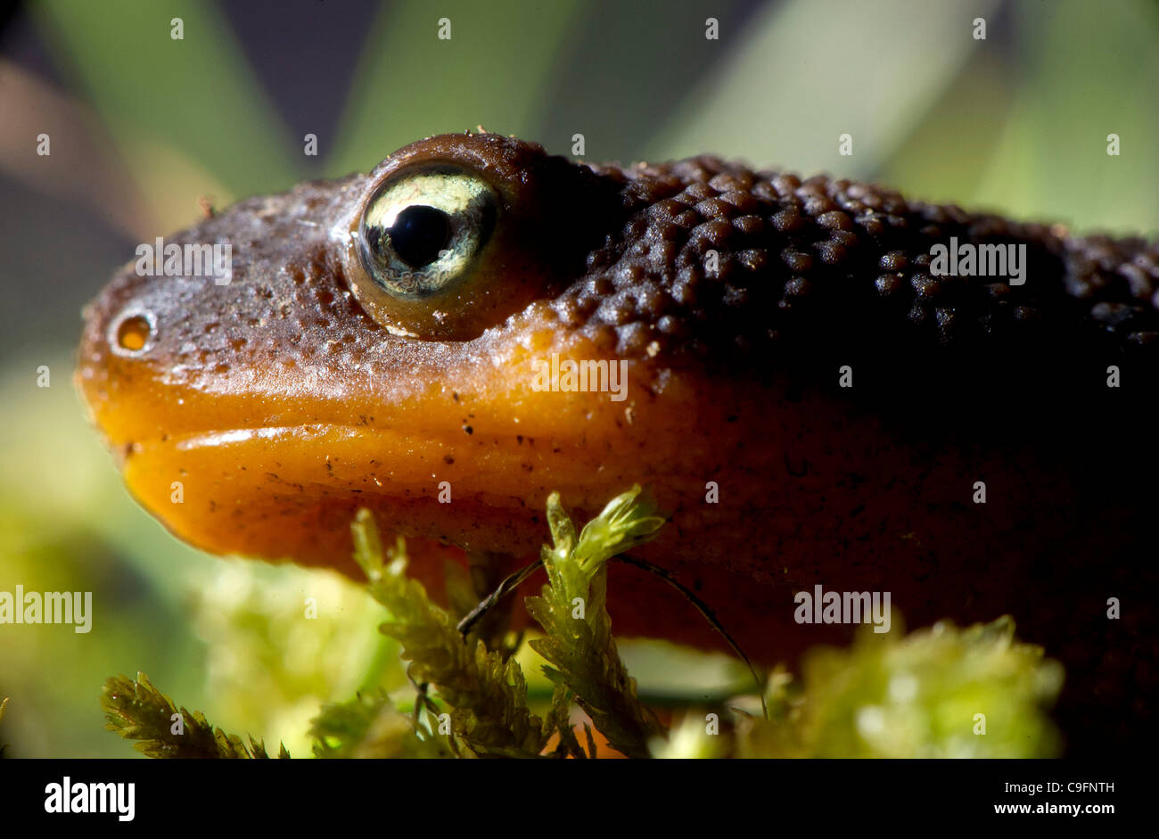 Dec. 16, 2011 - Elkton, Oregon, U.S - A rough skinned newt climbs on a mossy log in a forested area of the Coast Range mountains near Elkton.  The skin of the rough skinned newt produces a potent neurotoxin with no know antidote.  The tetrodotoxin is 10 times more poisonous than potassium  cyanide.  Stock Photo