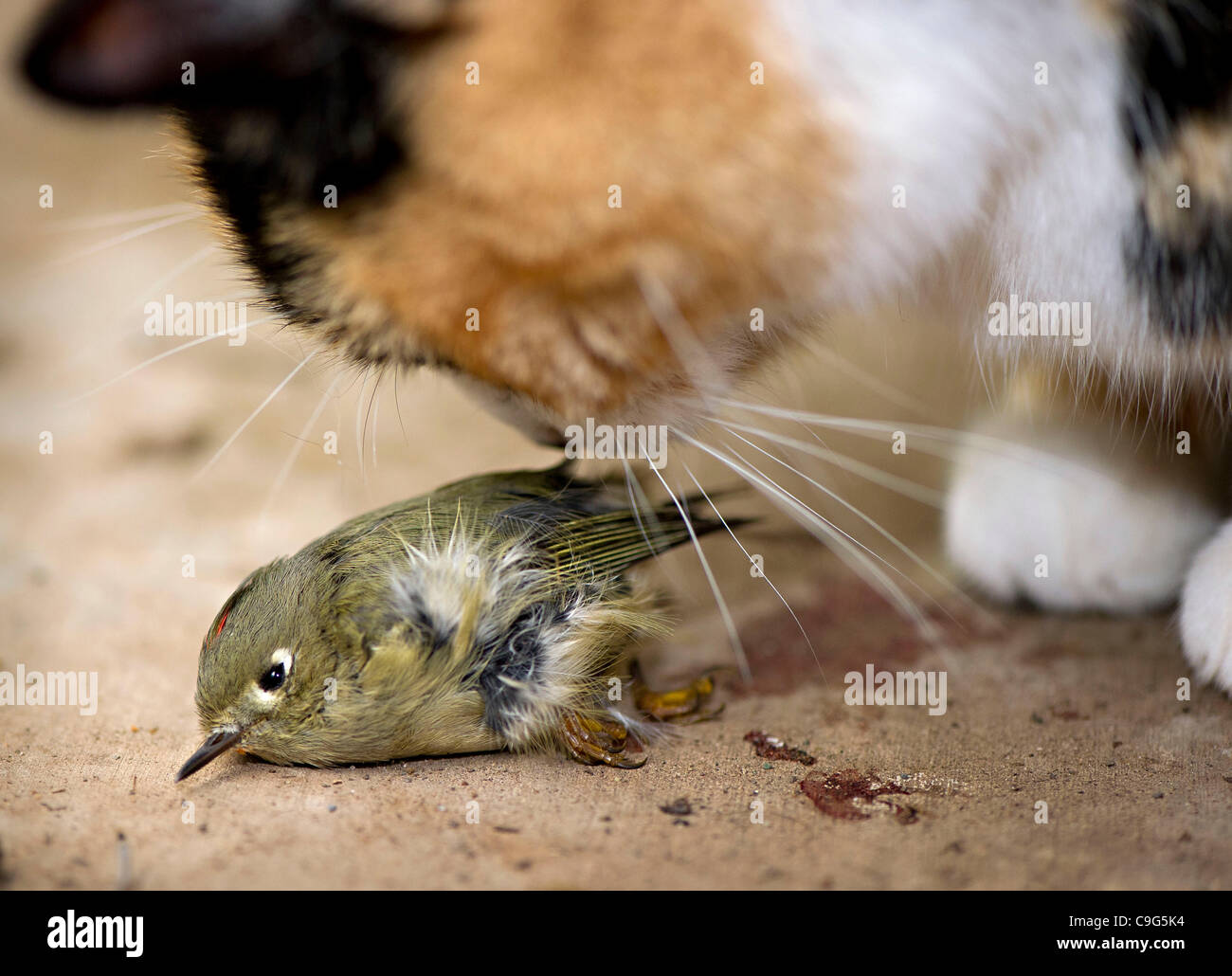 Dec. 20, 2011 Oakland, Oregon, U.S A domestic cat sniffs a small