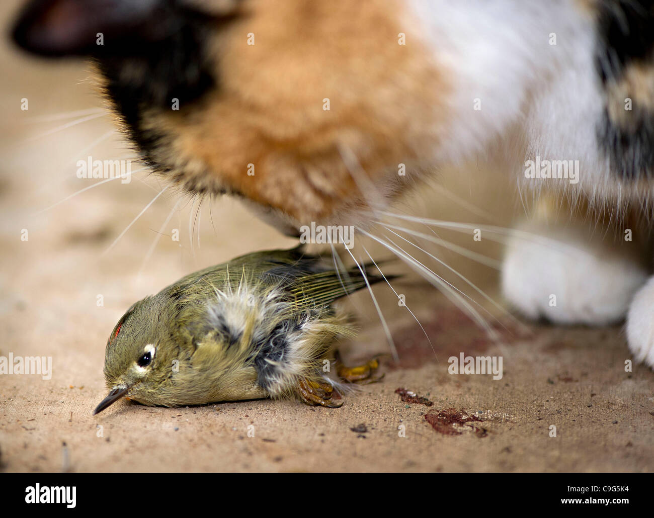 Dec. 20, 2011 - Oakland, Oregon, U.S - A domestic cat sniffs a small stunned songbird before killing it near a home in Oakland. According to a recent estimate from the American Bird Conservancy, domestic cats kill anywhere from 500 million to a billion birds every year.  Stock Photo