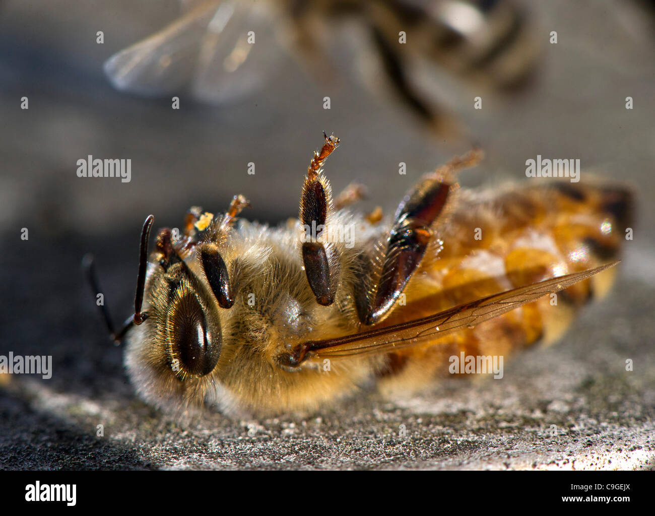 Dec. 23, 2011 - Roseburg, Oregon, U.S - A dead honeybee is seen outside its hive in a orchard on a farm near Roseburg. The cause of death for this bee is not known, but colony collapse disorder continues to be an issue with beehives worldwide. (Credit Image: © Robin Loznak/ZUMAPRESS.com) Stock Photo