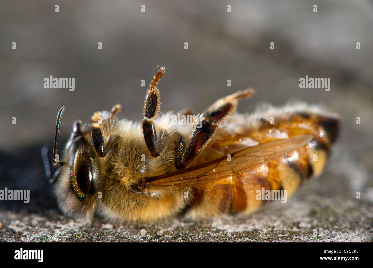 Dec. 23, 2011 - Roseburg, Oregon, U.S - A dead honeybee is seen outside its hive in a orchard on a farm near Roseburg. The cause of death for this bee is not known, but colony collapse disorder continues to be an issue with beehives worldwide. (Credit Image: © Robin Loznak/ZUMAPRESS.com) Stock Photo