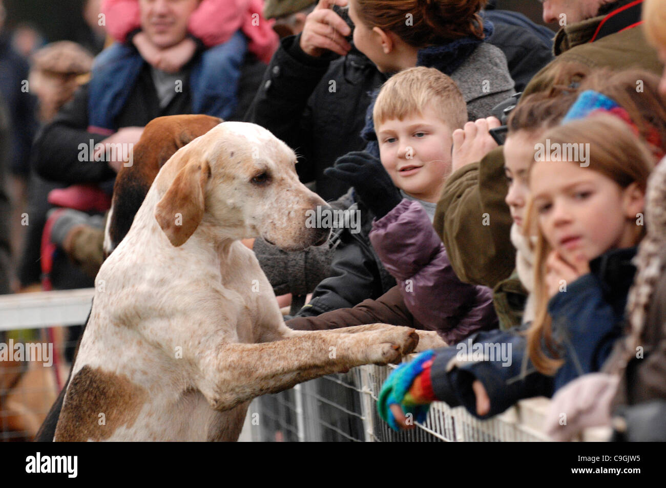 Hounds are encouraged to make friends with children to gain their allegiance to hunting - The Duke of Beaufort Hunt meet at Worcester Lodge, Didmarton, Gloucestershire, UK, on Boxing Day, 26th December, 2011. Credit: Graham Lawrence/Alamy Live News Stock Photo