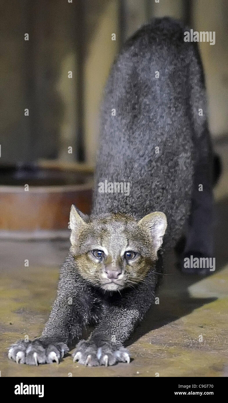 A more than three month old cub of wildcat Yagouarundi (Herpailurus yagouaroundi, Puma yagouaroundi) originally of forests of Central and South America is seen in the feline enclosure of the Brno Zoo, Czech Republic, on December 28, 2011. (CTK Photo/Igor Sefr) Stock Photo