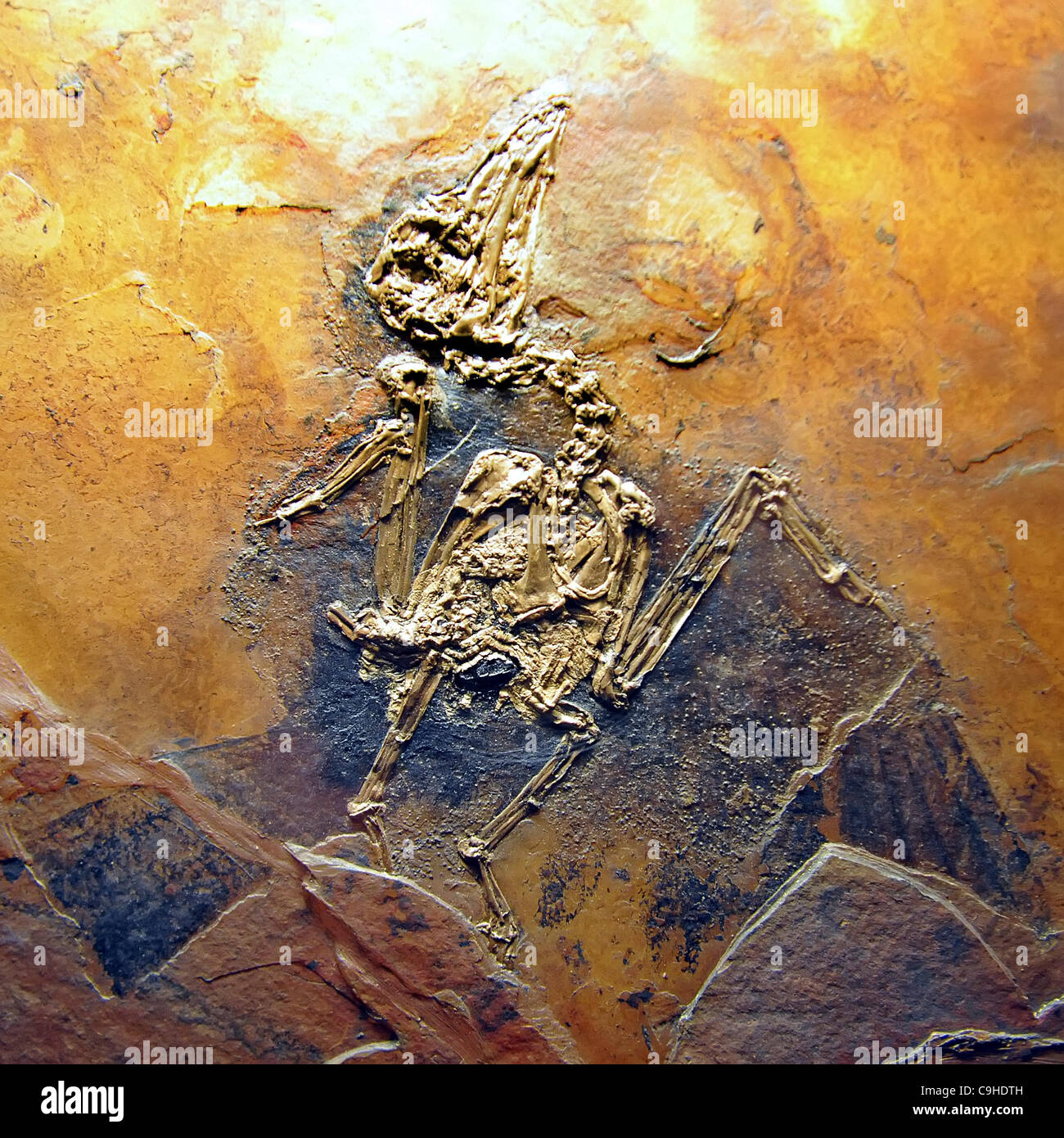 Fossils from Messel Pit near Darmstadt, central Germany, are pictured at the exhibition in Moravian Museum in Brno, Czaech Republic, on Thursday, January 5, 2012. (CTK Photo/Igor Sefr) Stock Photo
