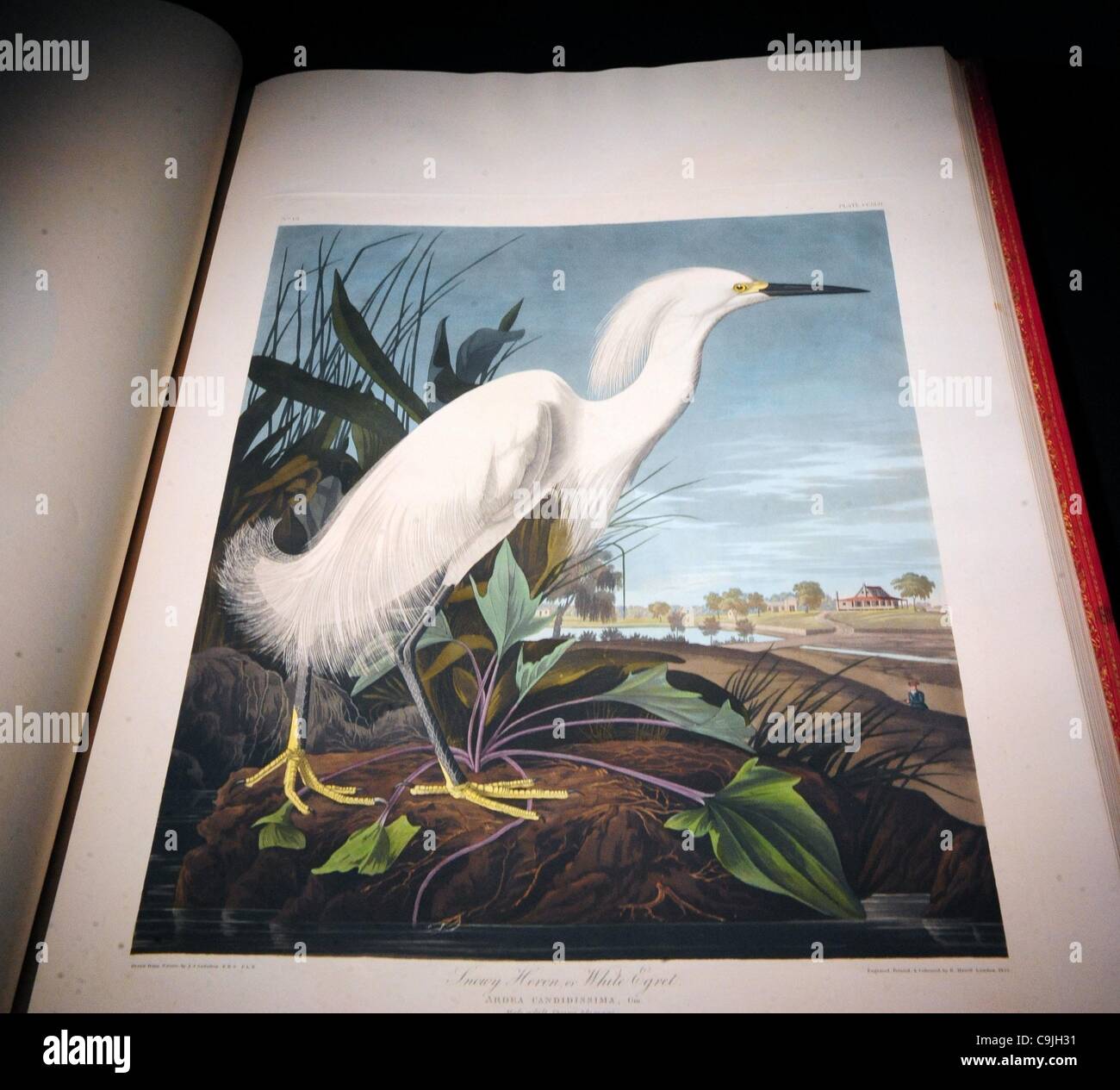 John james audubon's birds of america hires stock photography and