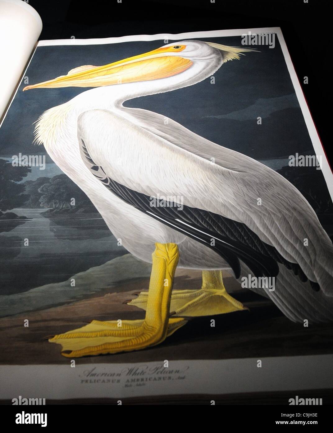 John james audubon's birds of america hires stock photography and