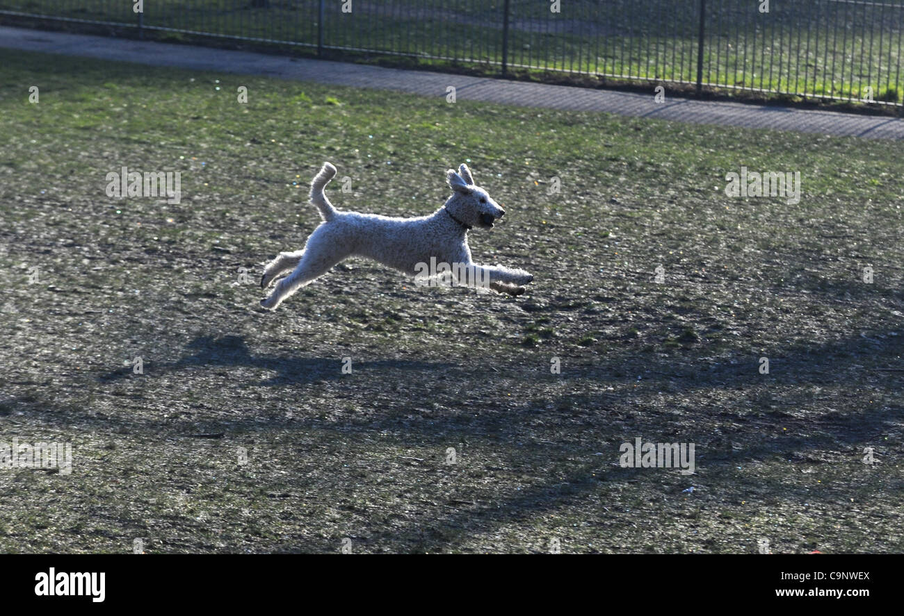 Brighton, UK. 3rd Feb, 2012. A snow white giant poodle has great fun racing about in a frosty Queens Park Brighton this morning as temperatures continue to fall with possible snow forecast for the weekend. Credit Simon Dack/Alamy Live News Stock Photo