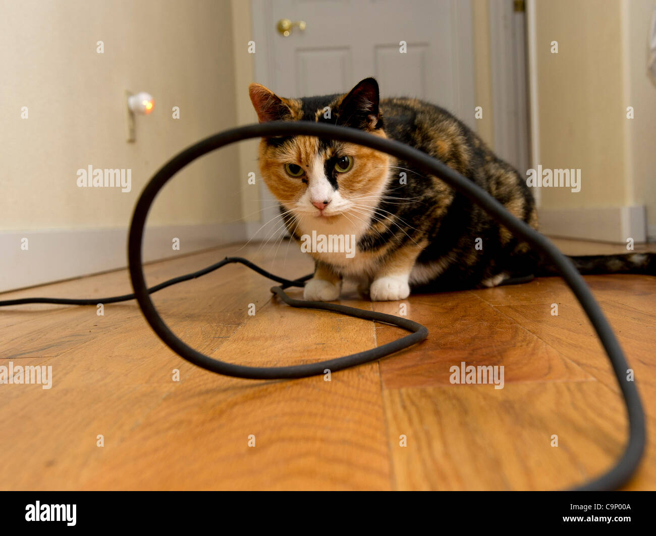 Feb. 3, 2012 - Roseburg, Oregon, U.S - A domestic cat plays near an electrical cord its home near Roseburg, Ore. (Credit Image: © Robin Loznak/ZUMAPRESS.com) Stock Photo