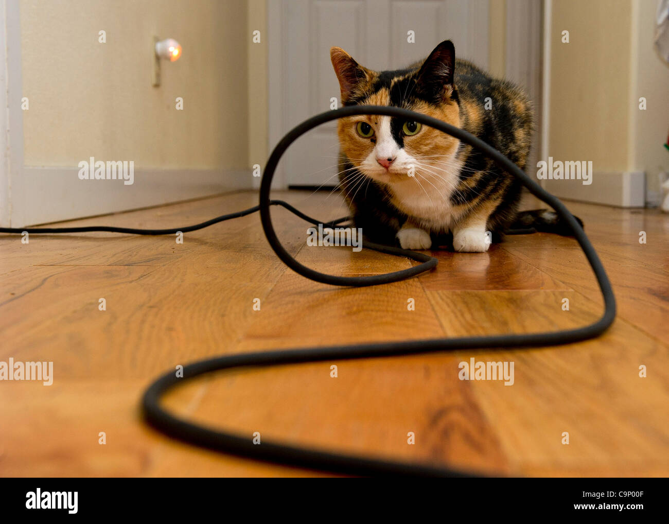 Feb. 3, 2012 - Roseburg, Oregon, U.S - A domestic cat plays near an electrical cord its home near Roseburg, Ore. (Credit Image: © Robin Loznak/ZUMAPRESS.com) Stock Photo