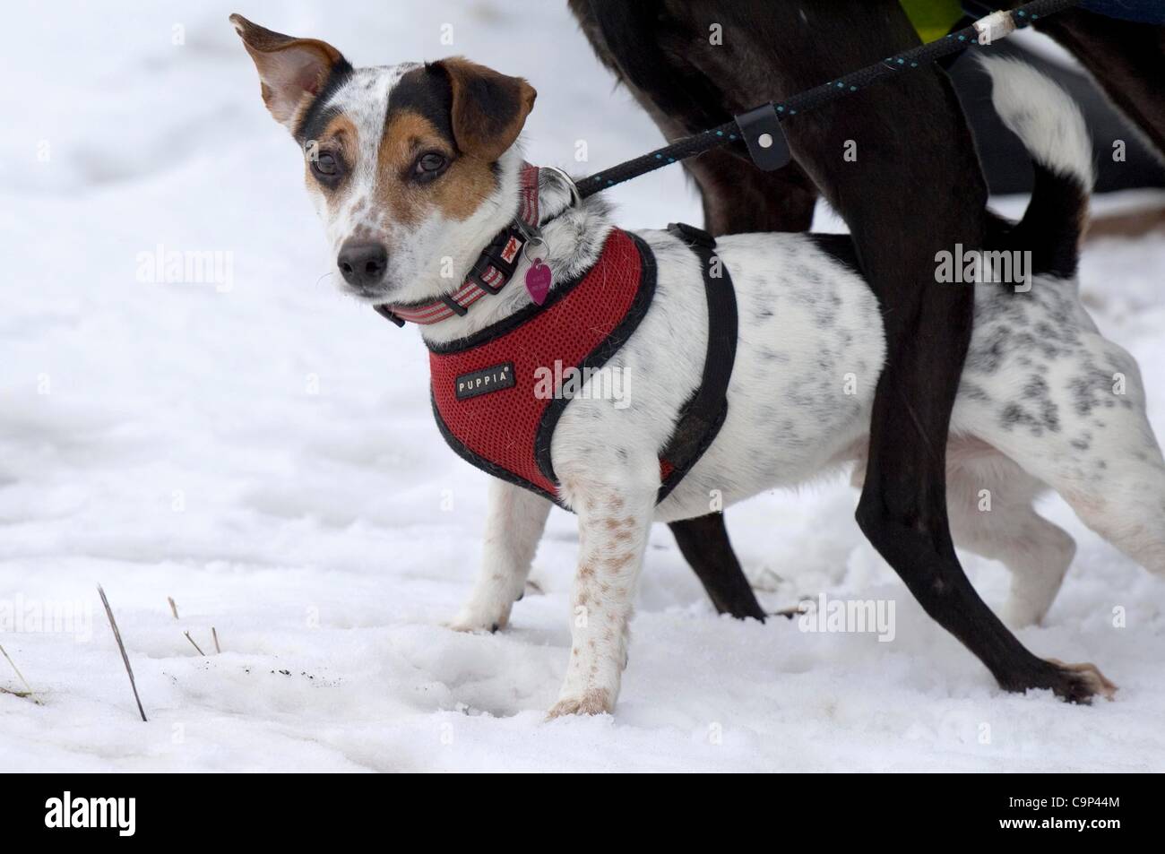 Brecon Beacons, UK. 5th Feb, 2012. A Jack Russell dog with winter coat shelters from the cold underneath a bigger dog while  waiting to go for a walk at Storey Arms in the Brecon Beacons National Park in Mid Wales today. Stock Photo