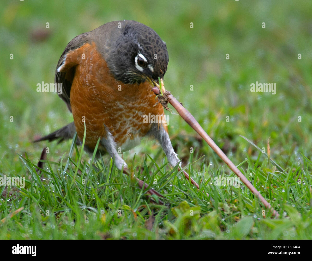 Top 101+ Pictures How Do Robins Find Worms In The Ground Stunning