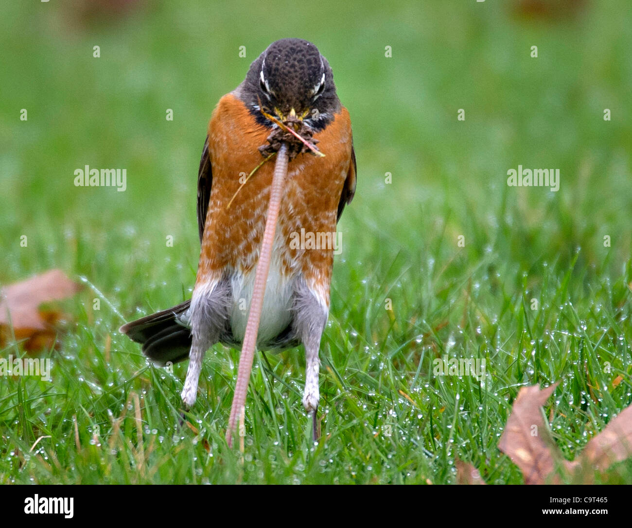 Top 101+ Pictures How Do Robins Find Worms In The Ground Stunning