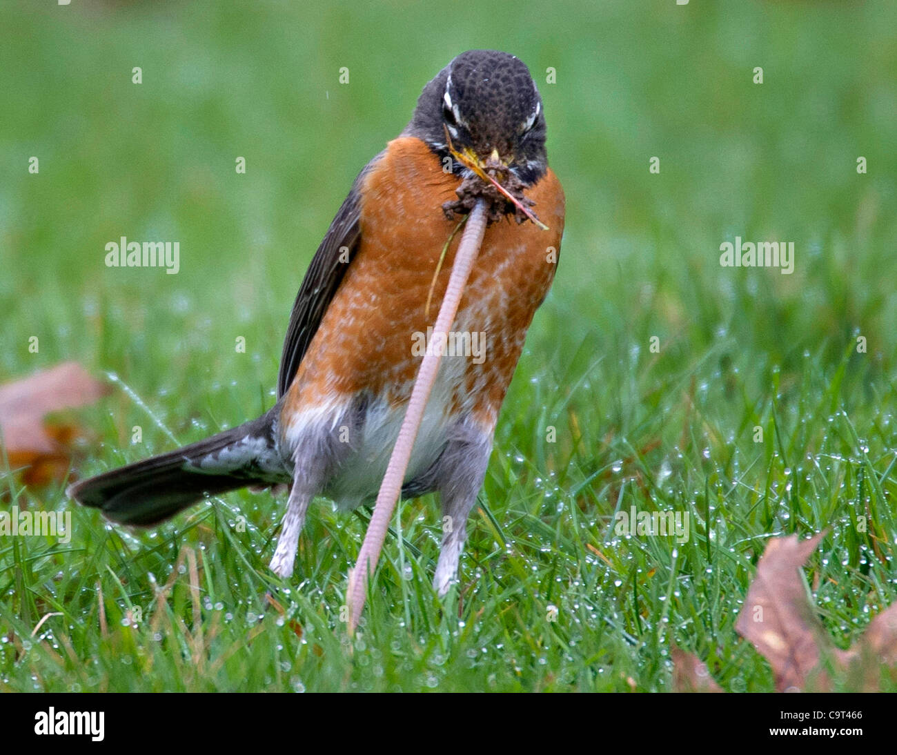 Robin pulling worm hi-res stock photography and images - Alamy
