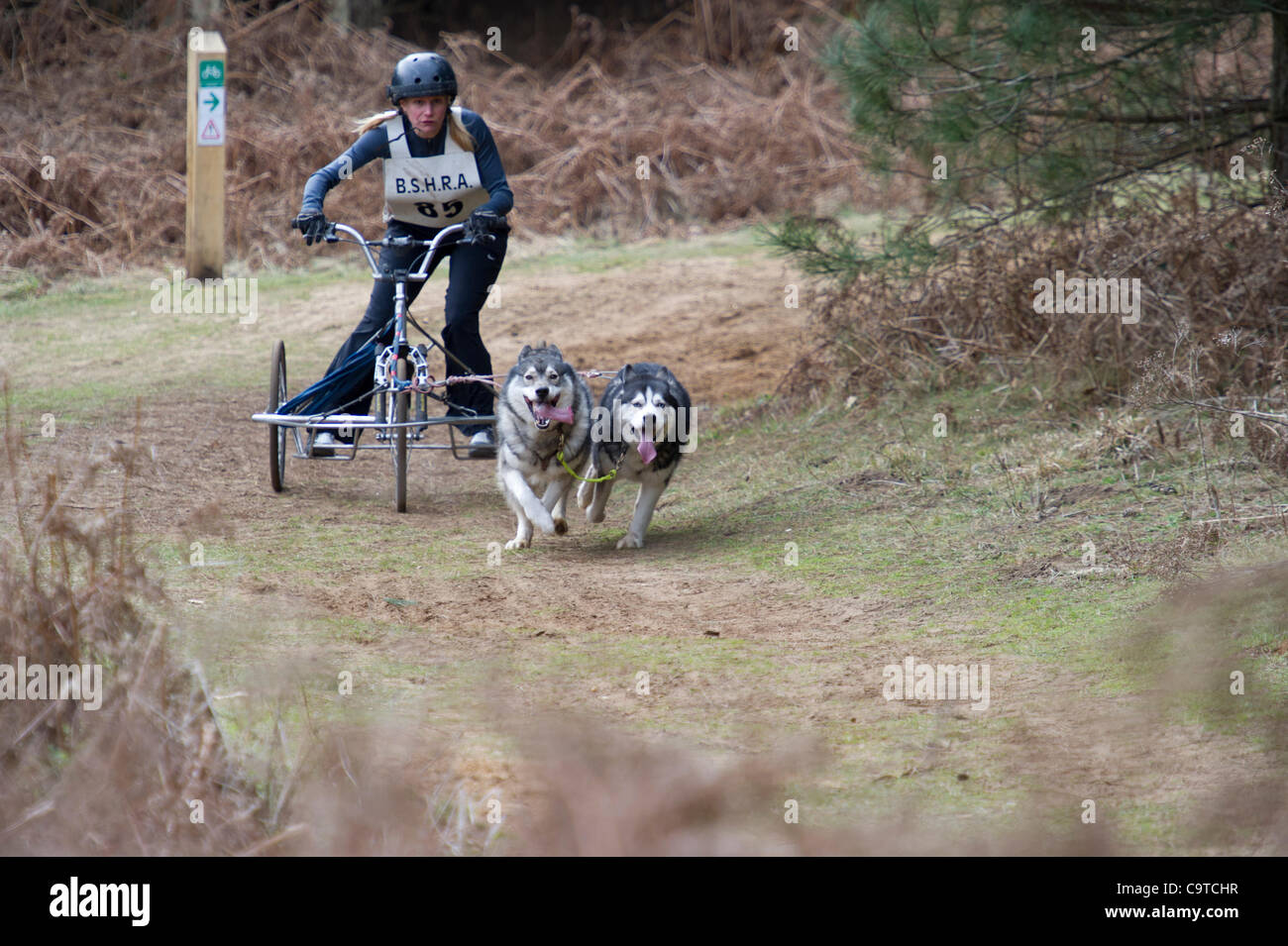 British siberian husky racing association hi-res stock photography and ...