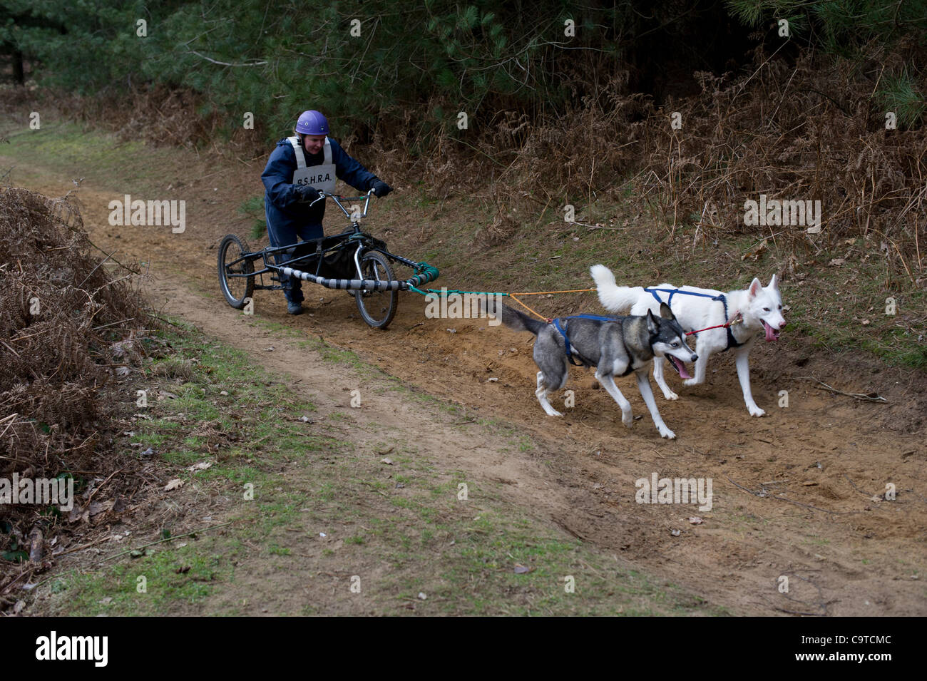 British Siberian Husky Racing Association event held at Rendlesham Forest, Suffolk. Competitors travel from all over UK to race. Stock Photo