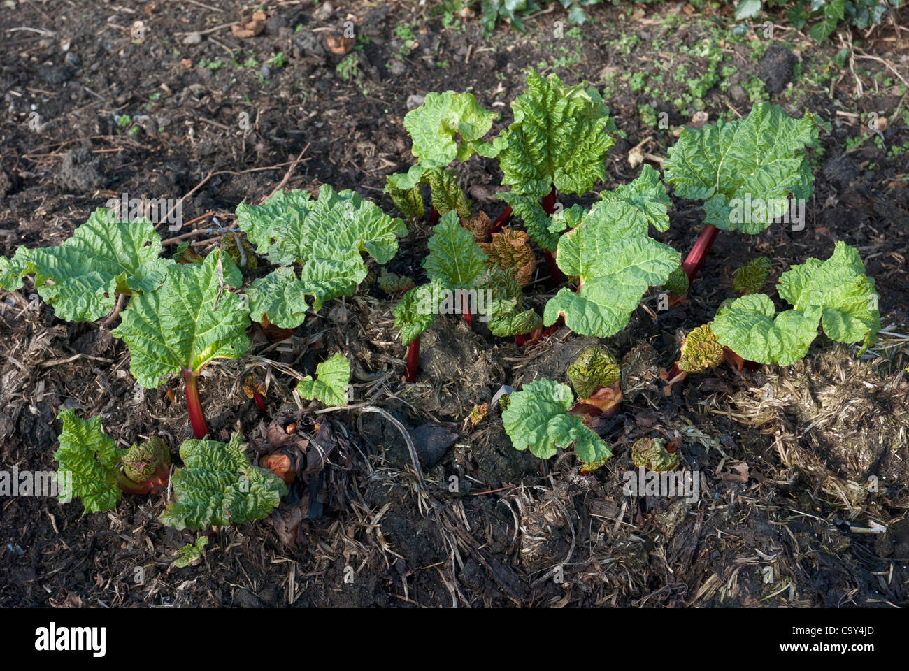 New season rhubarb Stock Photo