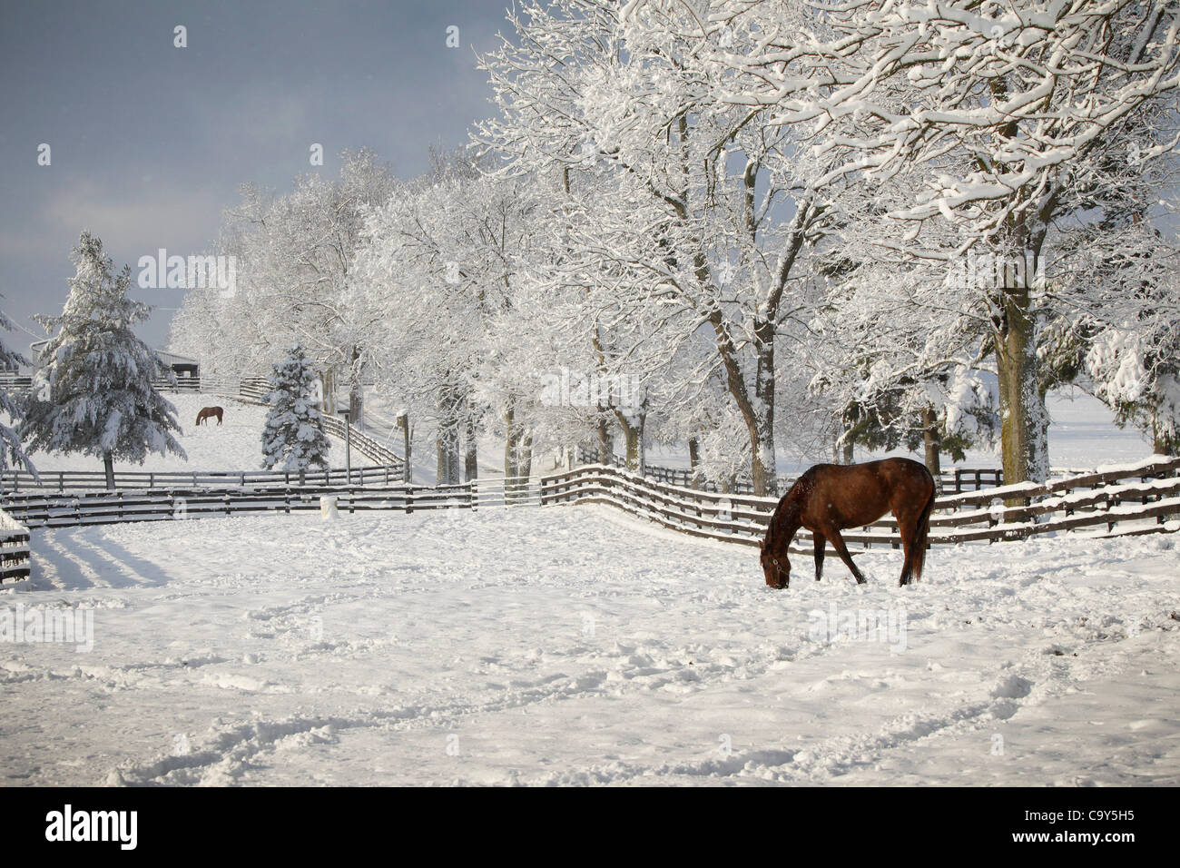 March 5, 2012 Lexington, Kentucky, USA A thoroughbred stands in a