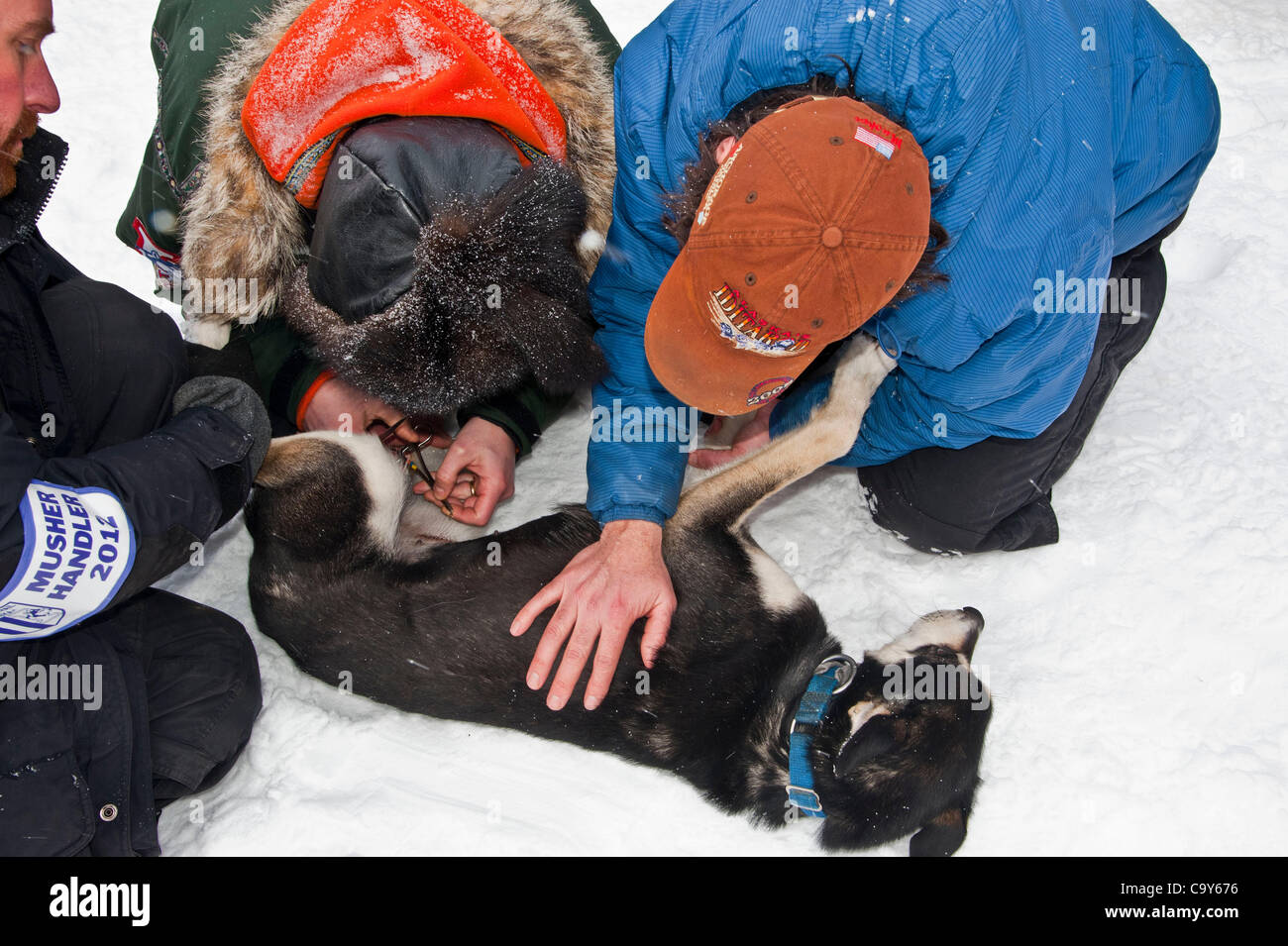 Iditarod musher Bruce Linton watches as veterinarians remove stitches