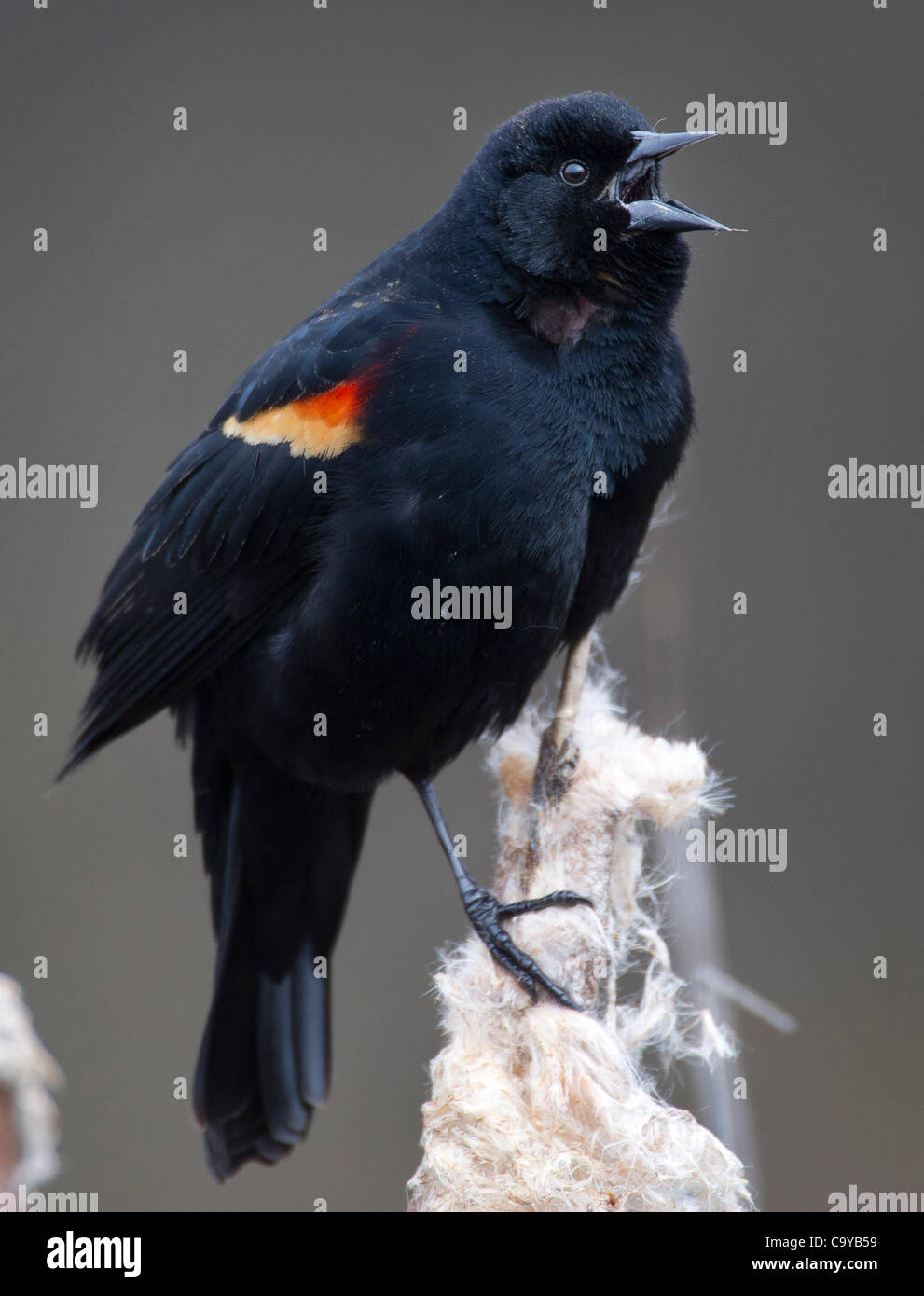 March 6, 2012 Dixonville, Oregon, U.S A male redwinged blackbird