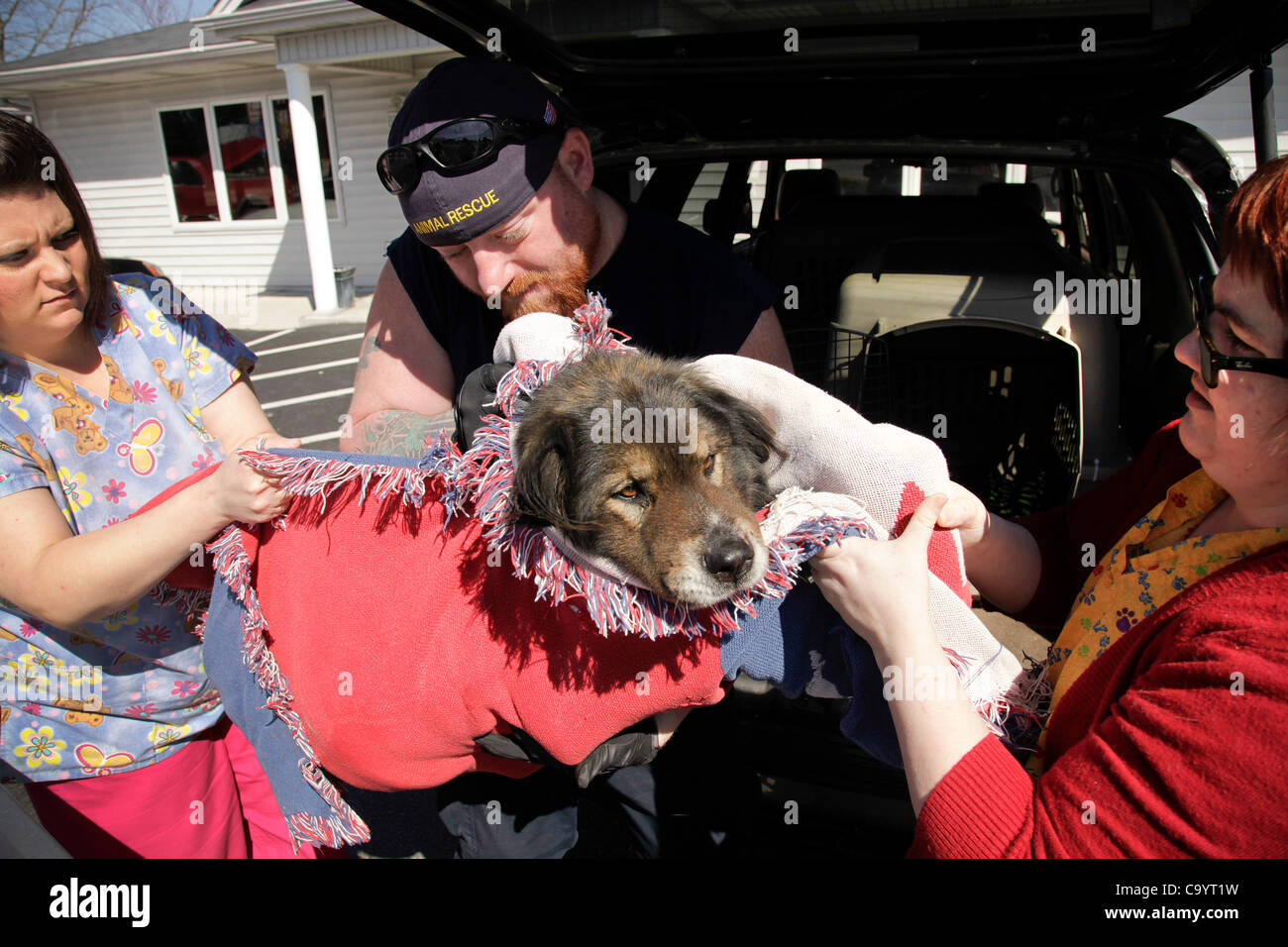 March 9, 2012 - London, Kentucky, USA - Rowdy Shaw, a senior field responder with The Humane Society of the United States, helps employees of the London Veterinary Clinic move an injured dog into a vehicle in the aftermath of tornados that tore through East Bernstadt and areas around London, Ky. Thi Stock Photo