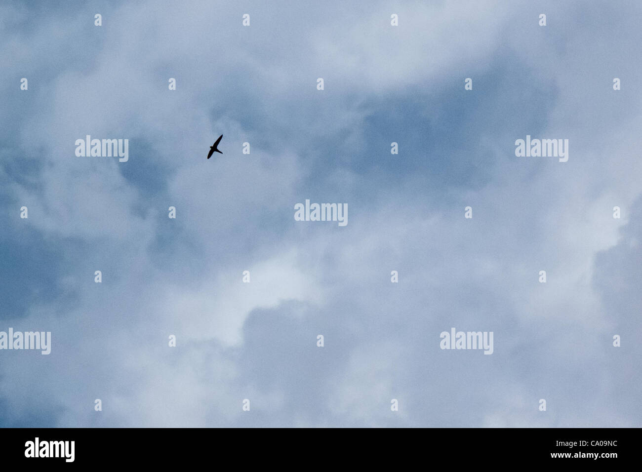 Swifts begin to congregate above the Western Wall in the late hours of the afternoon in a brilliant aerobatic display of flight capabilities. The Western Wall in Jerusalem serves as one of the oldest Common Swift nesting sites in the world. Jerusalem, Israel. 12-Mar-2012. Stock Photo