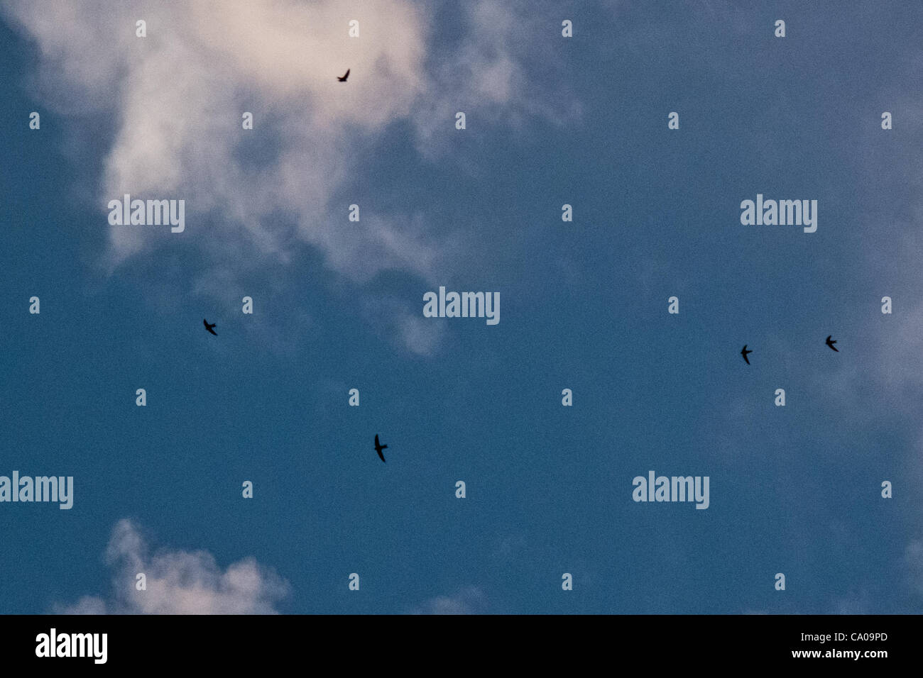 Swifts begin to congregate above the Western Wall in the late hours of the afternoon in a brilliant aerobatic display of flight capabilities. The Western Wall in Jerusalem serves as one of the oldest Common Swift nesting sites in the world. Jerusalem, Israel. 12-Mar-2012. Stock Photo