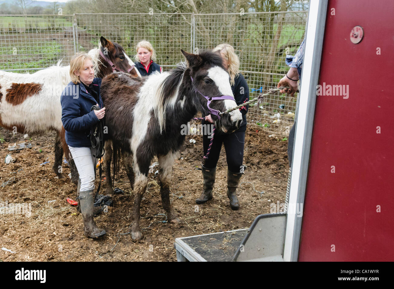 Newtownabbey, Northern Ireland, UK, 21/03/2012 - Lyn Friel, and other volunteers from Crosskennan Lane Animal Sanctuary round up surviving horses and try to get them into a horse box, as dead and malnourished horses found in Newtownabbey Stock Photo