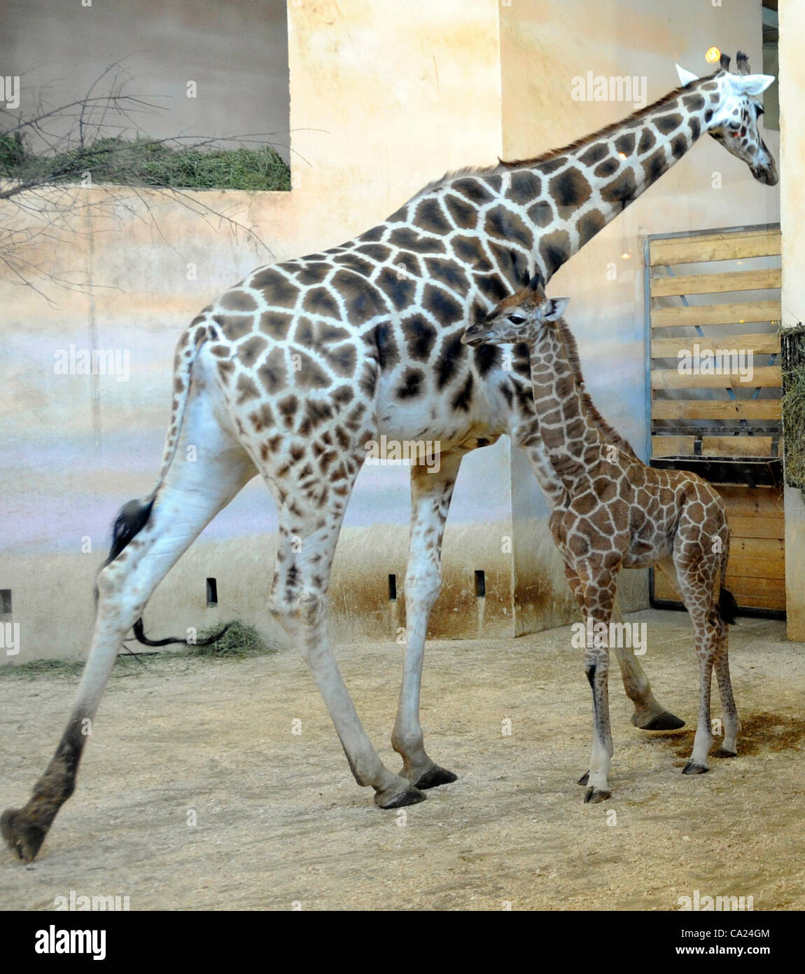 Giraffe Nora Left And Its Calf Soya Named After A Japanese Stock Photo Alamy