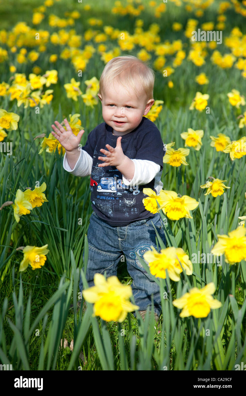 Hampton Court Palace, Surrey, England, UK. 24.03.2012 Dylan Gilbert (aged 15 months) from Wimbledon enjoys the good weather at Hampton Court Palace Gardens where there is a beautiful display of daffodils, as Britain basks in sunshine whilst temperatures reach the warmest so far this year. Stock Photo