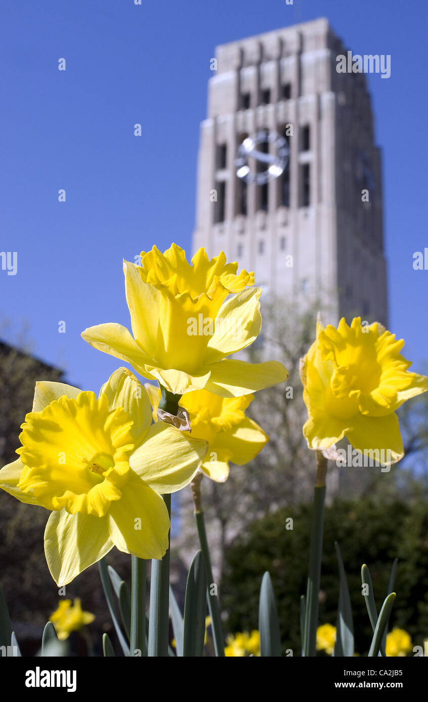 March 26 2012 Ann Arbor Michigan U S The First Spring Flowers Are In Bloom In Front Of Burton Memorial Tower On The University Of Michigan Campus In Ann Arbor Mi