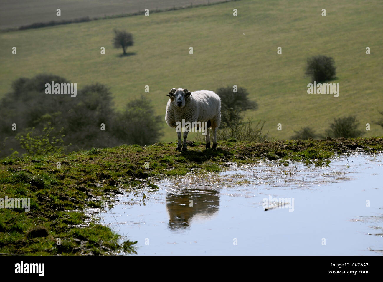 The dew pond at Ditchling Beacon in Sussex is still full despite the hot spell of weather and with a hosepipe ban Stock Photo