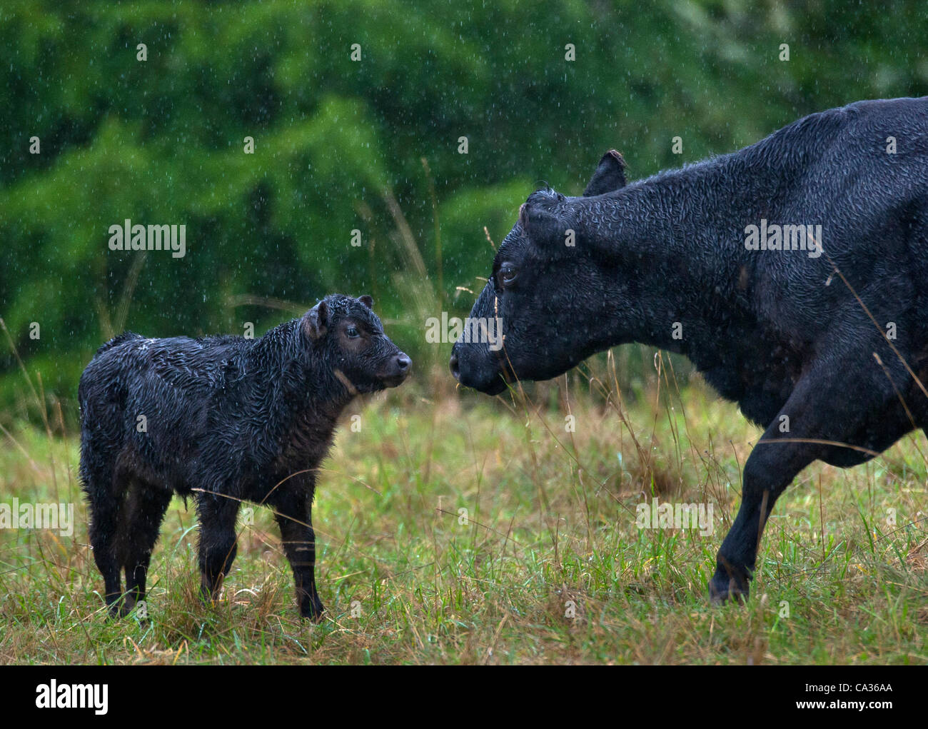 March 30, 2012 Elkton, Oregon, U.S A wet calf and cow stand in a