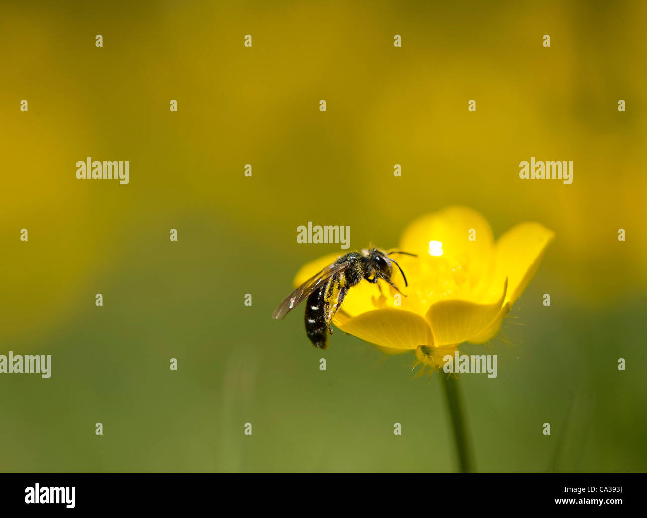 May 30, 2012 - Roseburg, Oregon, U.S - A small pollen covered sweat bee alights on a yellow wildflower growing in a field at River Forks County Park near Roseburg. Sweat bees are part of a large family of small bees found in most of the world except Australia and Southeast Asia. Sweat bees are consi Stock Photo