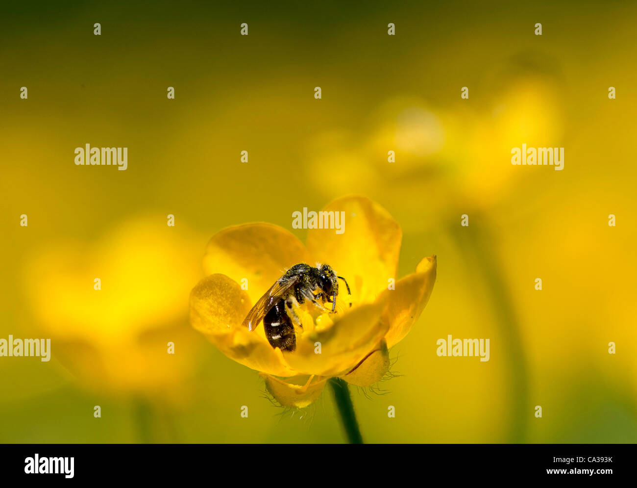May 30, 2012 - Roseburg, Oregon, U.S - A small pollen covered sweat bee alights on a yellow wildflower growing in a field at River Forks County Park near Roseburg. Sweat bees are part of a large family of small bees found in most of the world except Australia and Southeast Asia. Sweat bees are consi Stock Photo