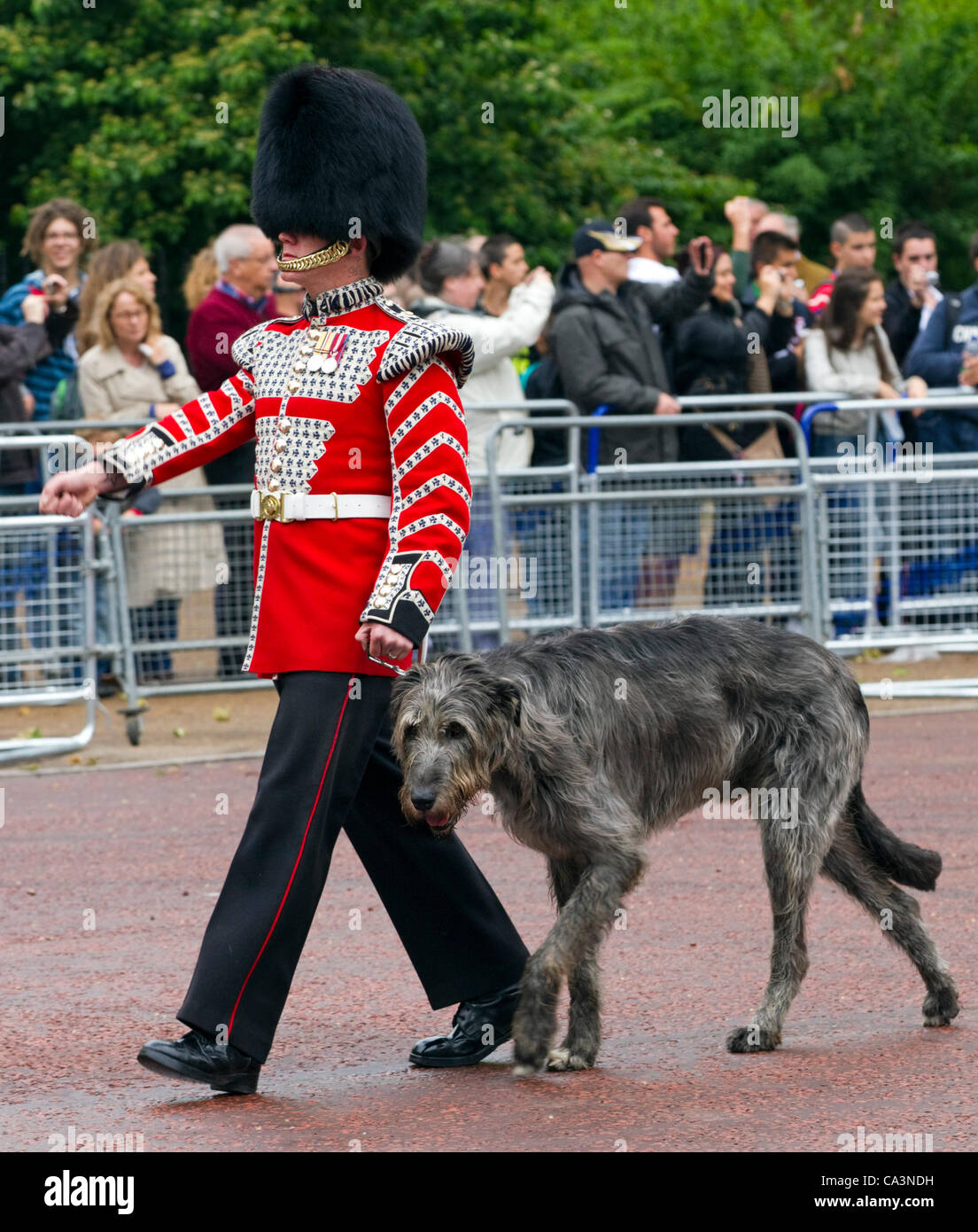 Irish wolfhound Conmael, mascot of the Irish Guards marching with