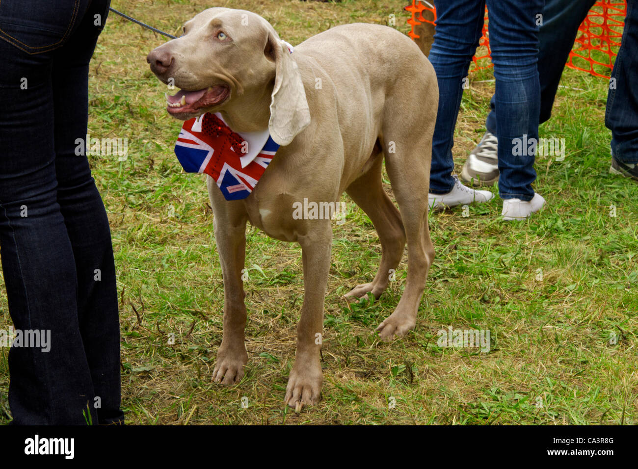 union jack dog bow tie