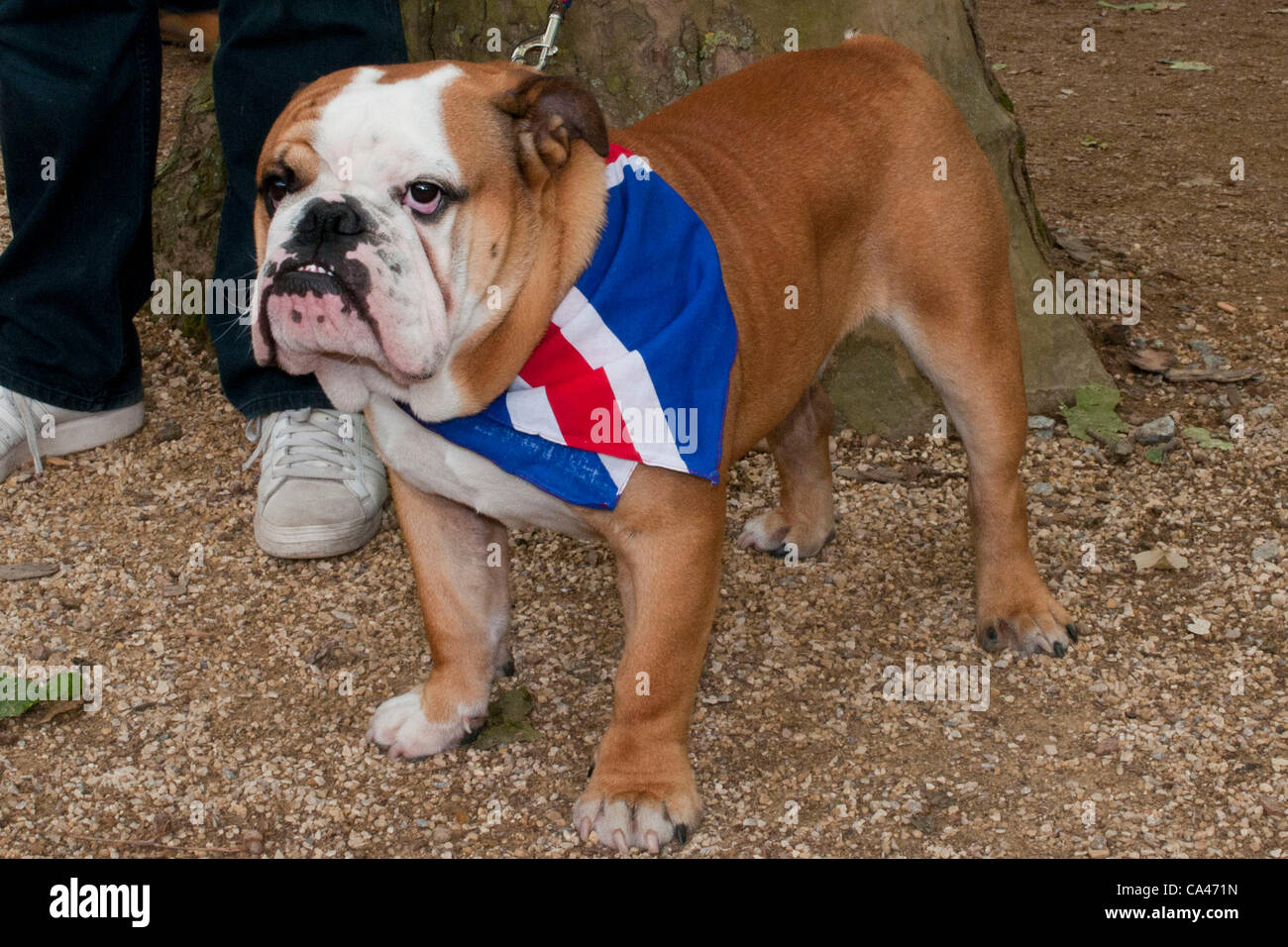 union jack dog bandana