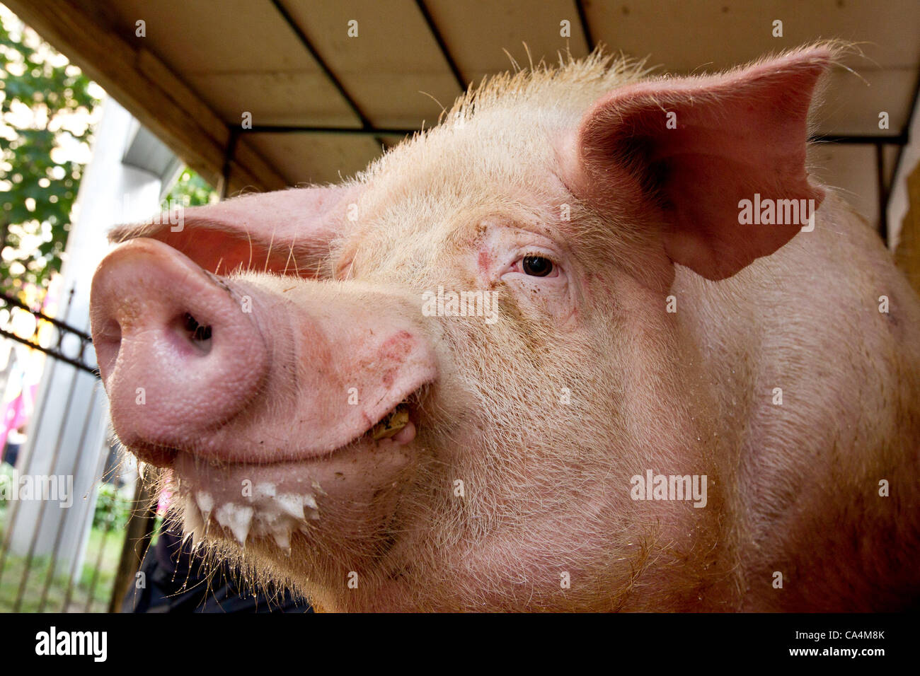 кто такой хряк