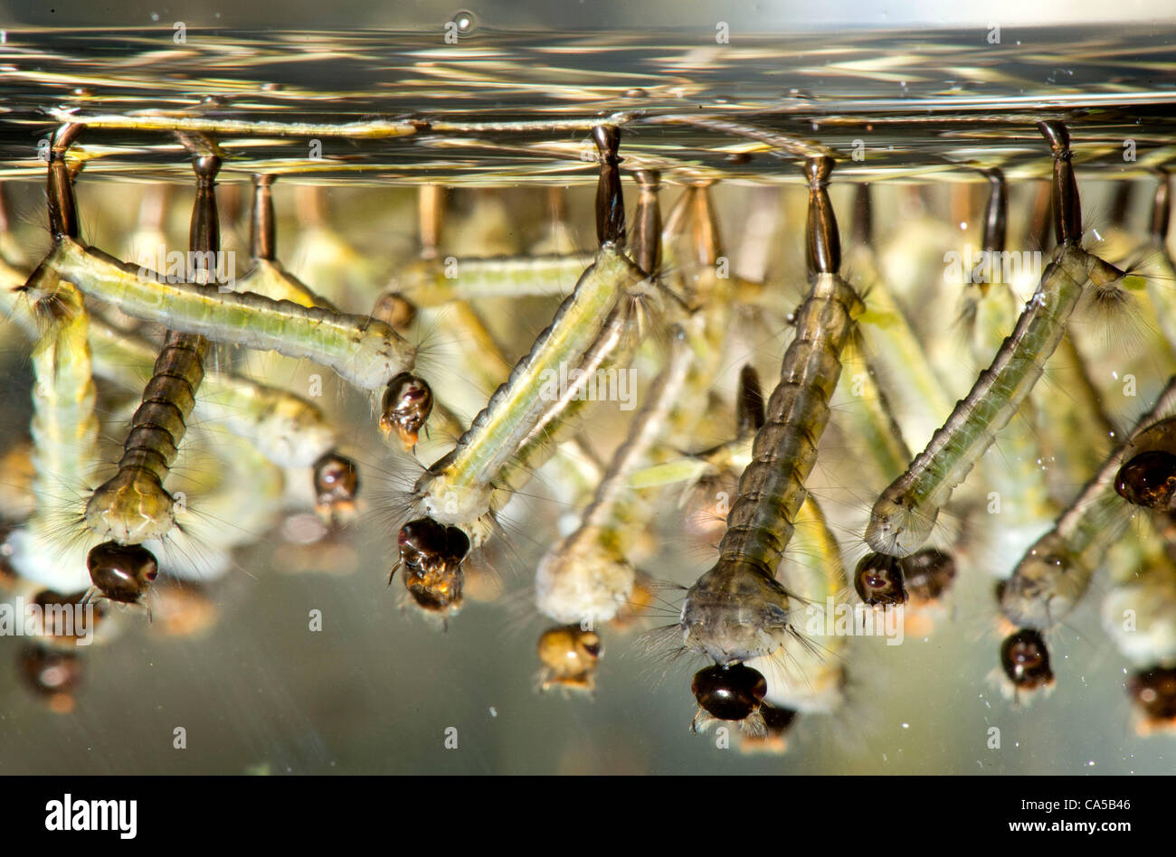 Picture of Mosquito larvae in water on hi-res stock photography and images - Alamy