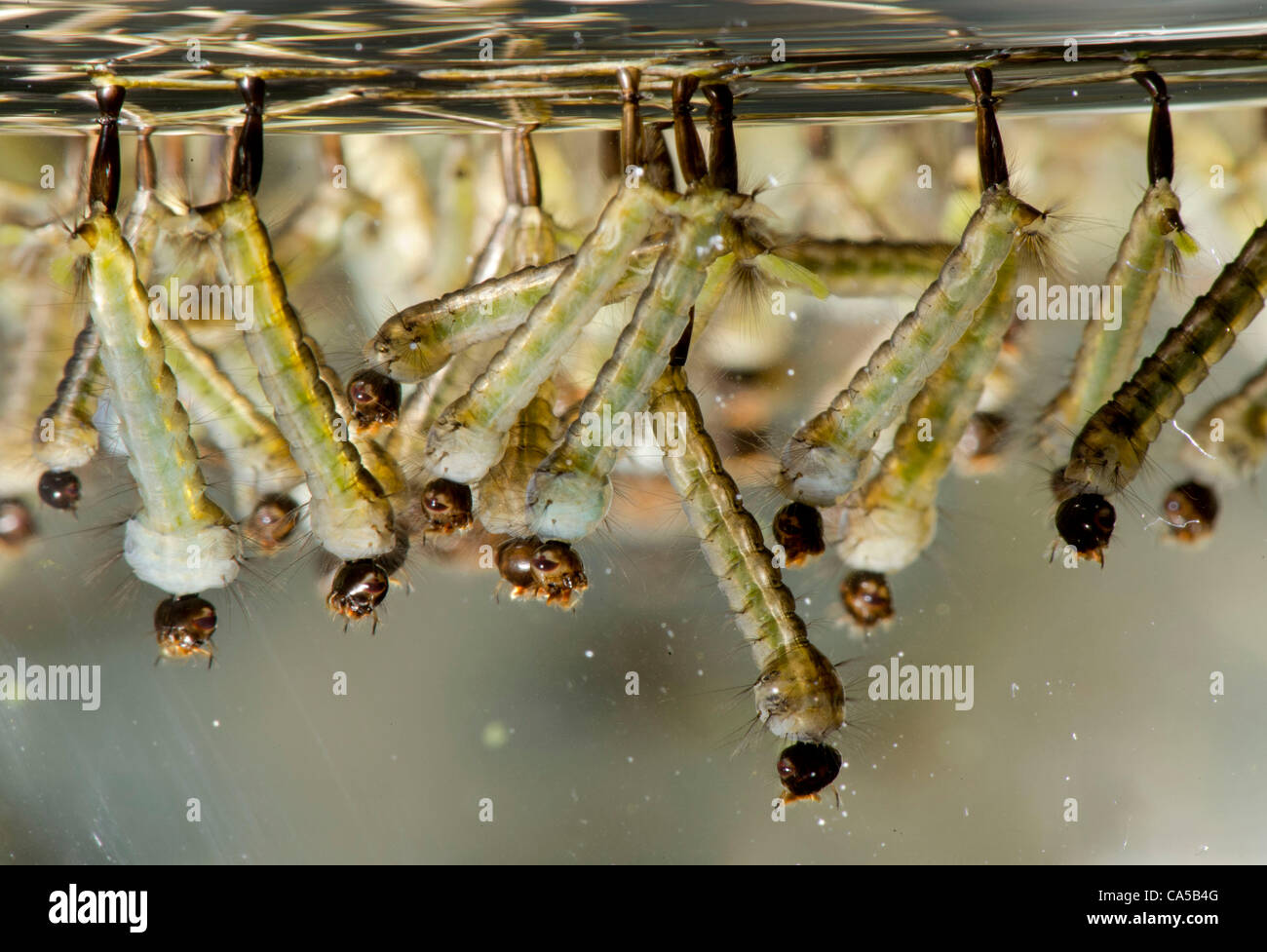View of June 10, 2012 - Roseburg, Oregon, U.S - Mosquito larvae float at the ...