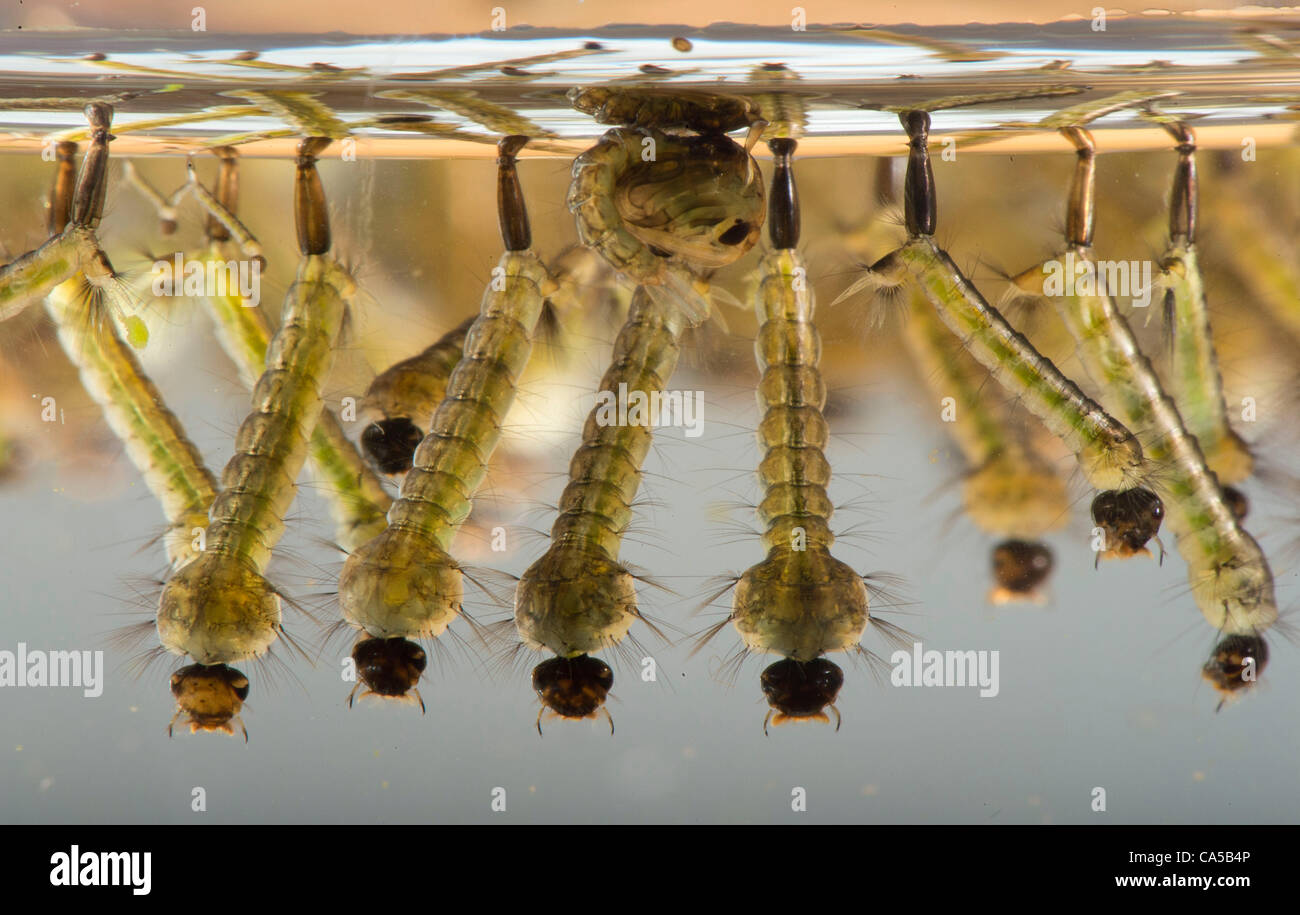 June 9, 2012 - Roseburg, Oregon, U.S - Mosquito larvae float at  the surface of water in a jar on a ranch near Roseburg. The larvae were captured from a cattle watering trough on the ranch. Mosquito larvae breath through a tube extending from their abdomens. Due to the many diseases and parasites th Stock Photo