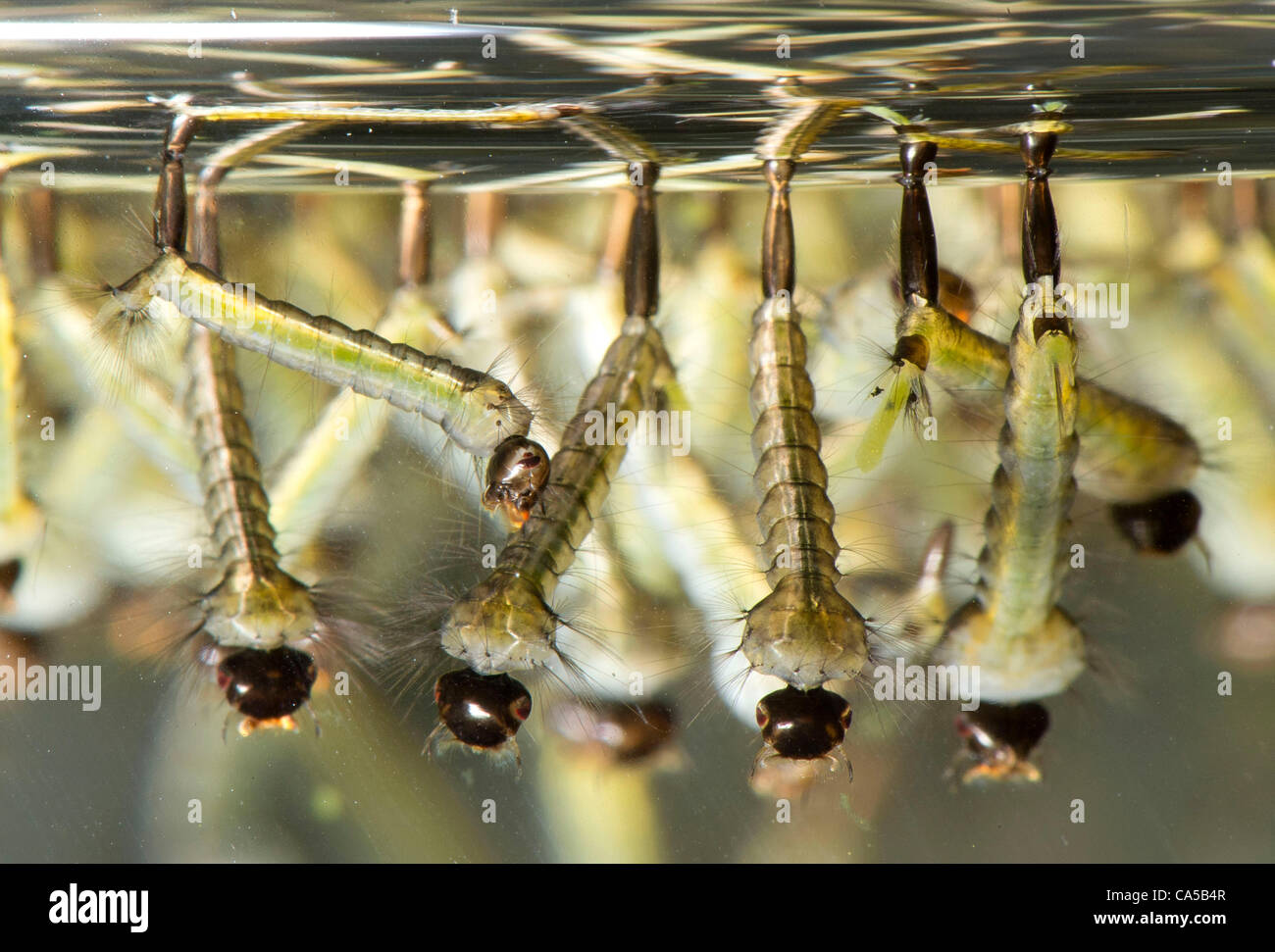 Mosquito larvae water surface hires stock photography and images Alamy