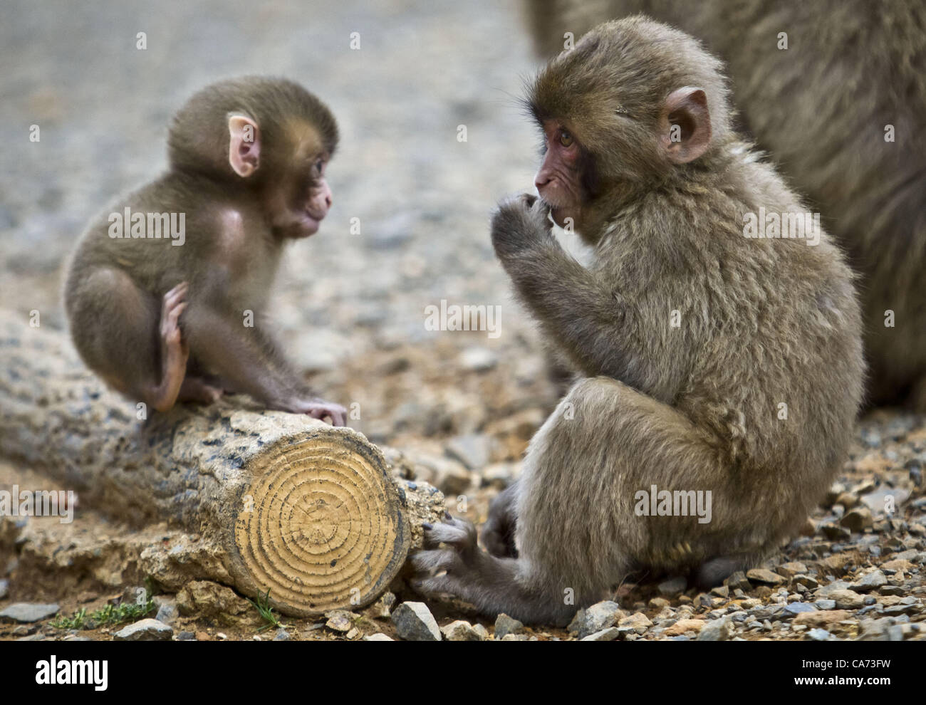 Monkey siblings hi-res stock photography and images - Alamy