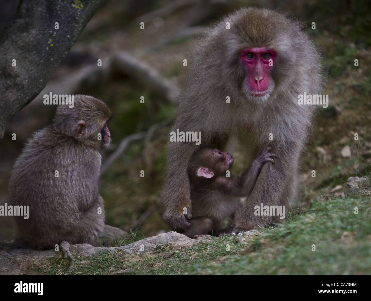 Monkey siblings hi-res stock photography and images - Alamy