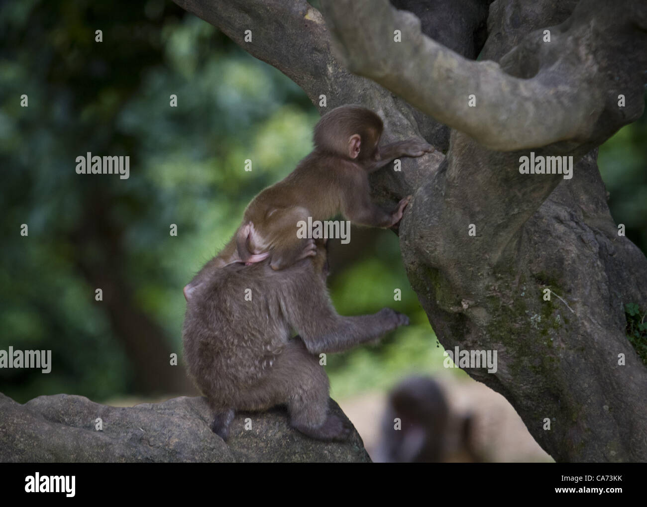Monkey siblings hi-res stock photography and images - Alamy