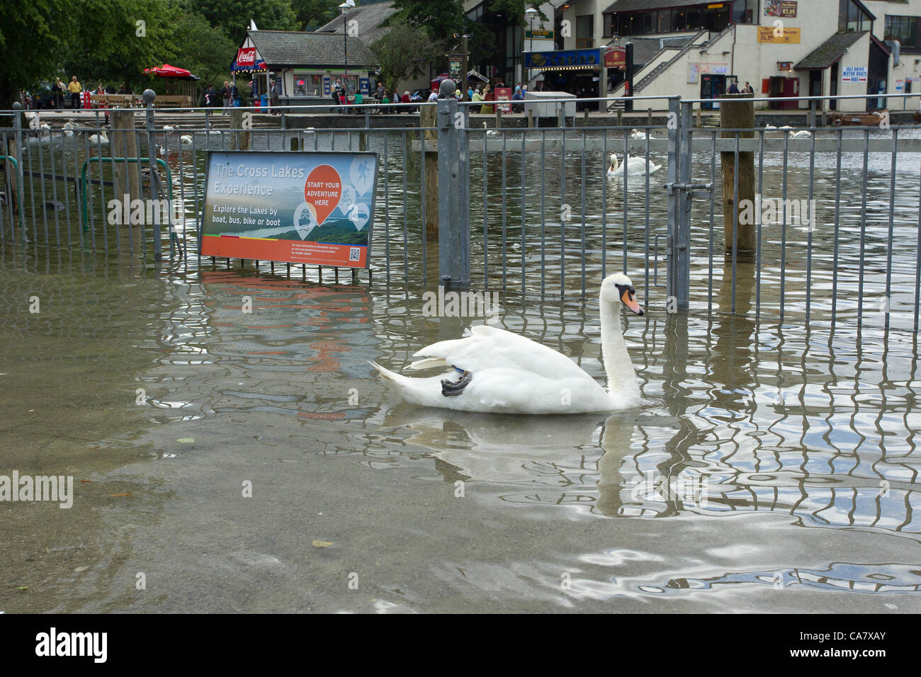 24th June Sunday 2012   Bowness Bay Cumbria  UK. A swan swimming along what was the pavement on Bowness bay front. Credit Line : Credit:  Shoosmith Collection / Alamy Live News Stock Photo